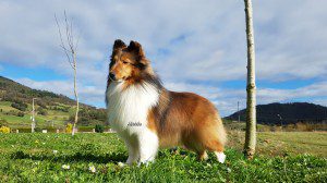 Sable_shetlandsheepdog_asturias