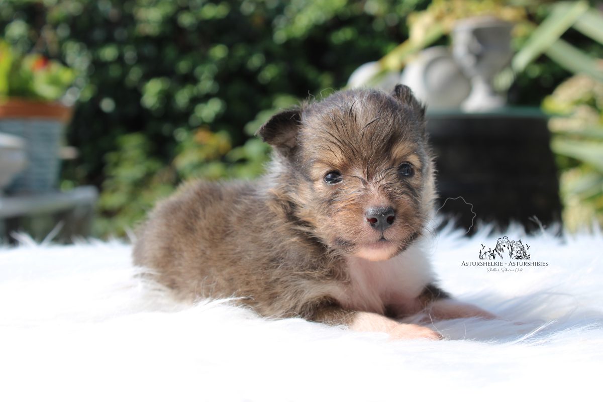 Sable