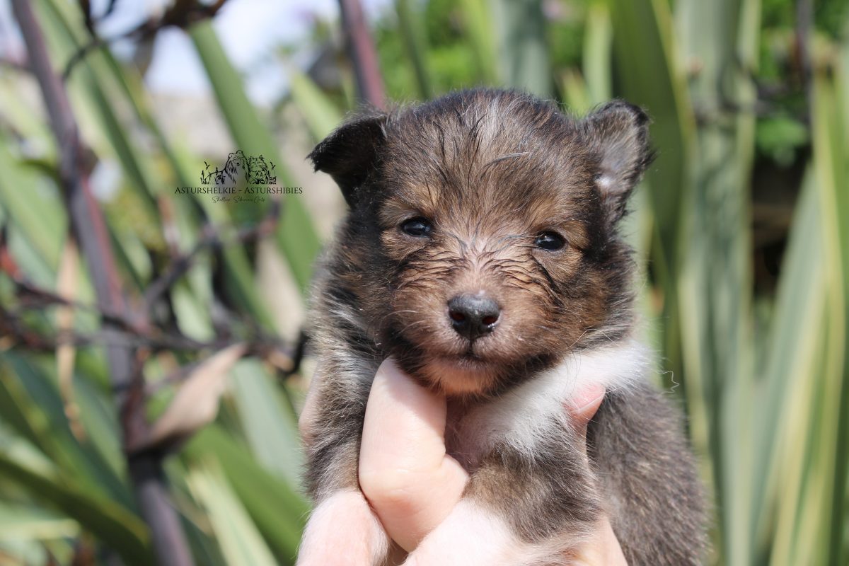 Sable