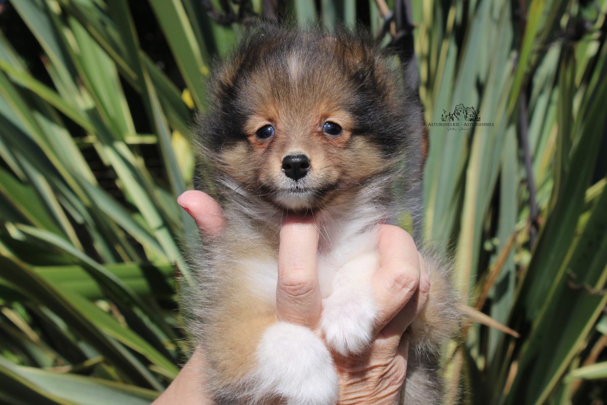 Sable