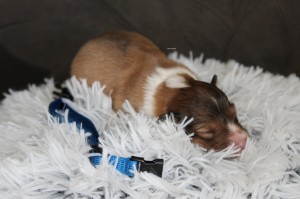 1 semana - Macho - Collar azul