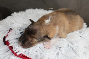 1 semana - Macho - Collar rojo