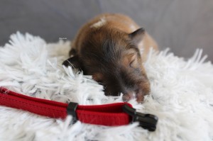 1 semana - Macho - Collar rojo