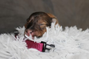 1 semana - Hembra - Collar morado