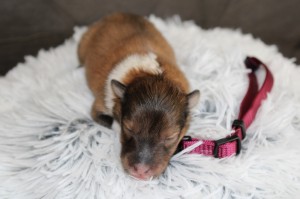 1 semana - Hembra - Collar morado