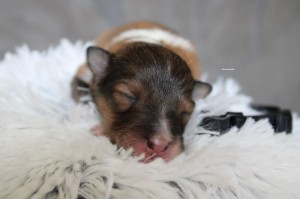 1 semana - Hembra - Collar negro