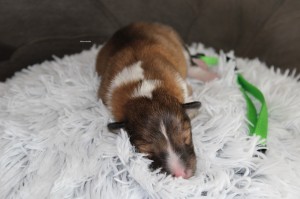 1 semana - Hembra - Collar verde