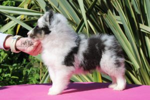 Wolf Encounter - Macho, 7 semanas