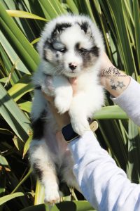 Wolf Encounter - Macho, 7 semanas