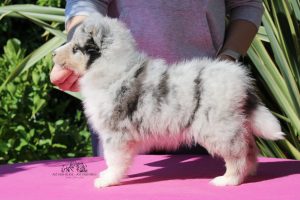 Walking on Sunshine - Hembra, 7 semanas