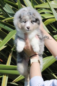 Walking on Sunshine - Hembra, 7 semanas