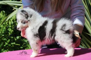 Way to Wonderland - Hembra, 7 semanas