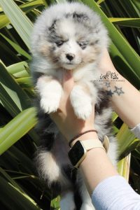 Way to Wonderland - Hembra, 7 semanas