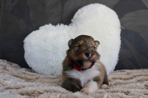 2 semanas - macho - collar rojo