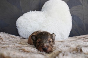 2 semanas - hembra - collar negro