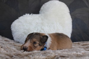 2 semanas - macho - collar azul