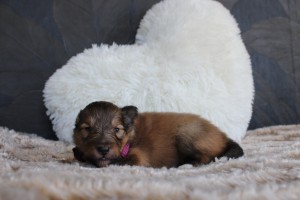 2 semanas - hembra - collar morado