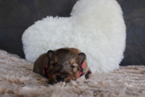 2 semanas - hembra - collar rosa