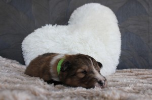 2 semanas - hembra - collar verde