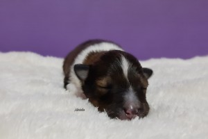 1 semana - Asturshelkie Hall of Fame