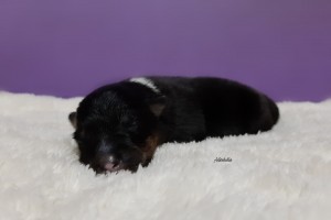 1 semana - Asturshelkie However You Want