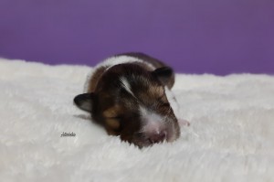 1 semana - Asturshelkie Hit and Run