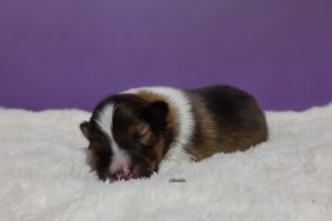 1 semana - Asturshelkie High Voltage