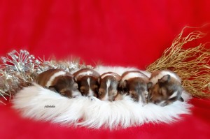 10 días / M, M, H, M, M