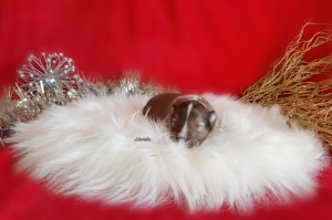 10 días / Don't Stop me Now - Macho