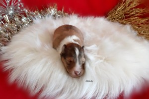 10 días / Dreams Come True - Hembra