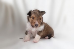 3 semanas - Dare You to move