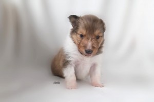 3 semanas - Dance with Me