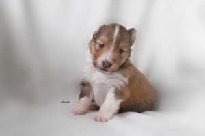 3 semanas - Dreams come true